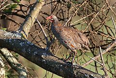 Gray-breasted Francolin